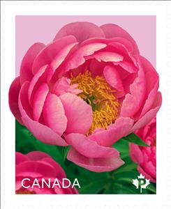 Stamp, Cytheria Peony (Paeonia sp), Canada,  , Flowers, Plants (Flora)