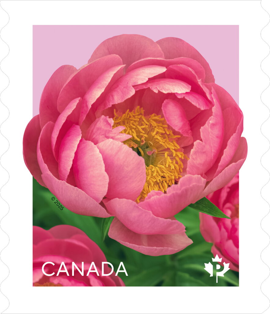 Cytheria Peony (Paeonia sp)