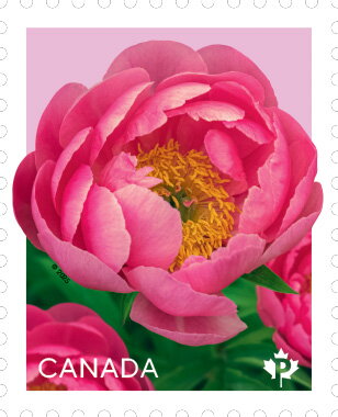 Cytheria Peony (Paeonia sp)