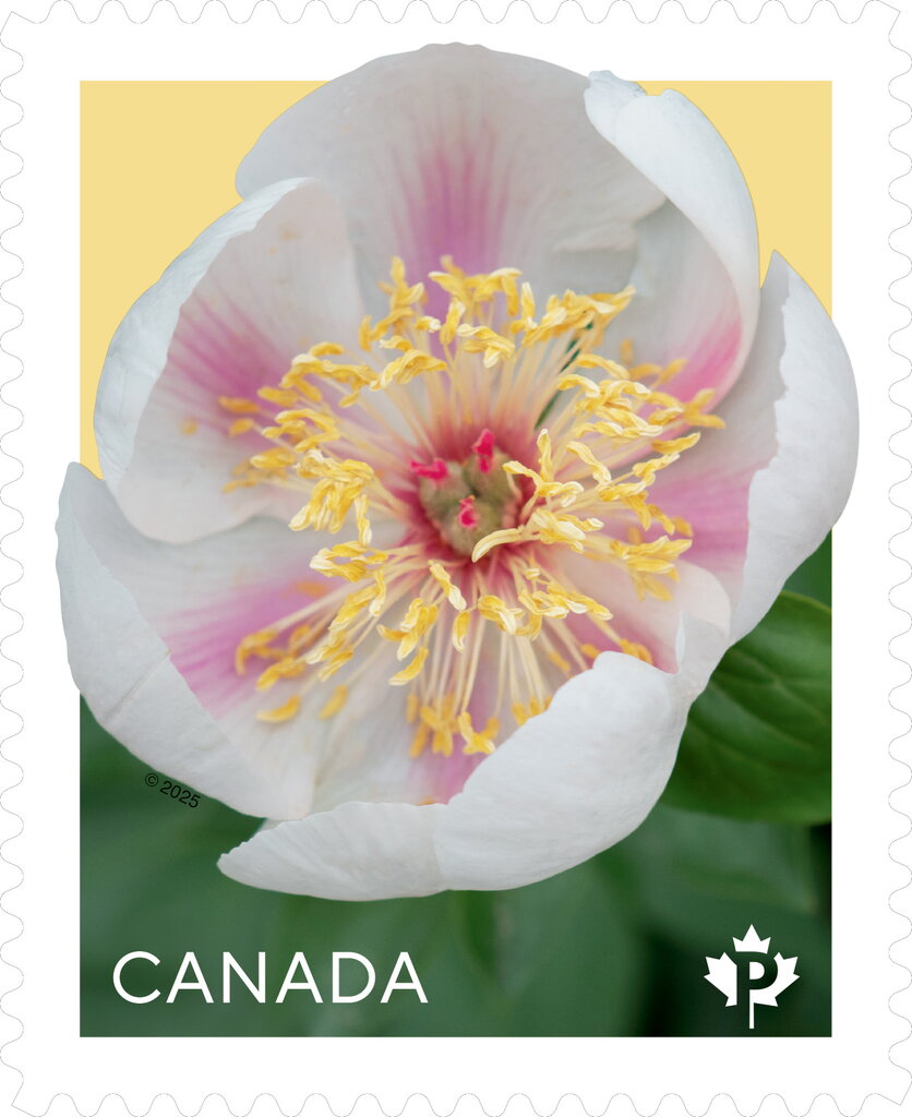 Marie-Victorin Peony (Paeonia sp)