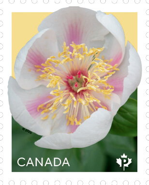 Marie-Victorin Peony (Paeonia sp)