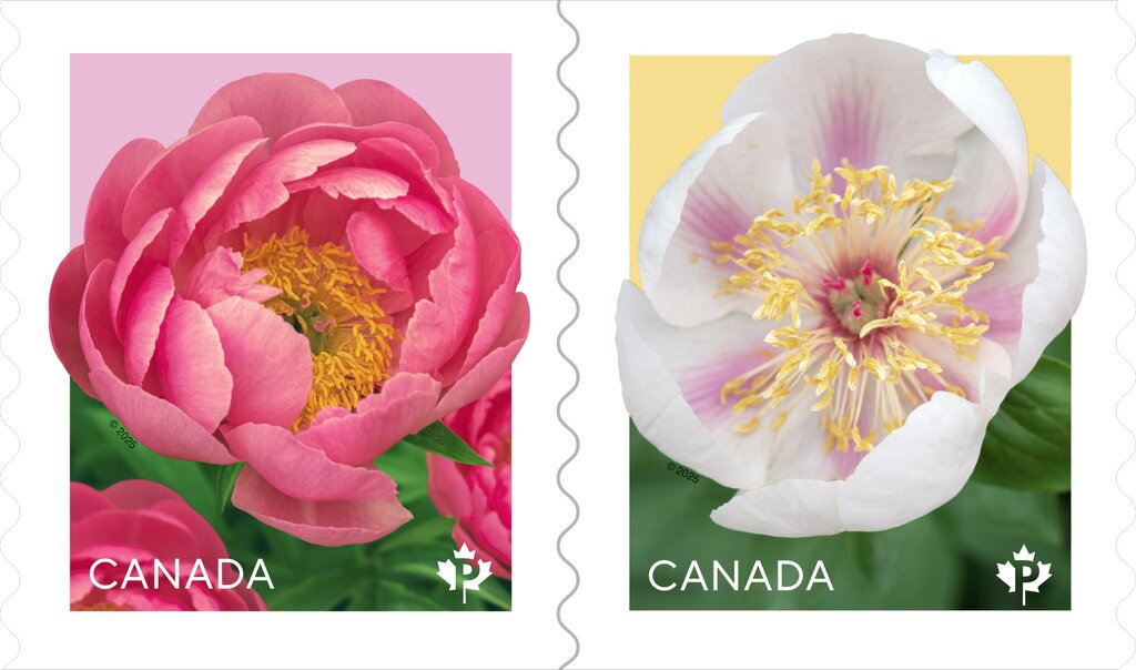 Peonies (Paeonia sp)