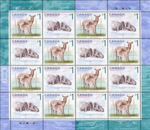 Full Pane, White-tailed Deer (Odocoileus virginianus), Atlantic Walrus, Canada,  , Animals (Fauna), Deer, Mammals, Sea (Marine) Mammals, Sea Life, Seals (Animals), Walruses