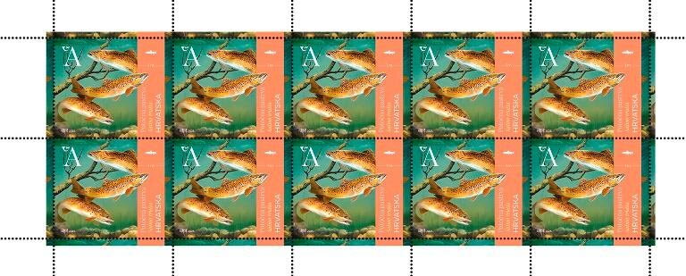 Brown Trout (Salmo trutta)