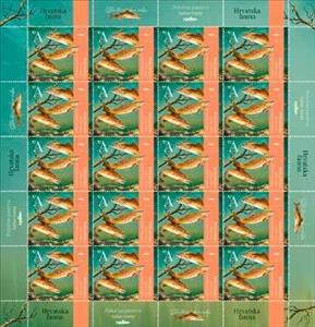 Full Pane, Brown Trout (Salmo trutta), Croatia,  , Animals (Fauna), Fishes