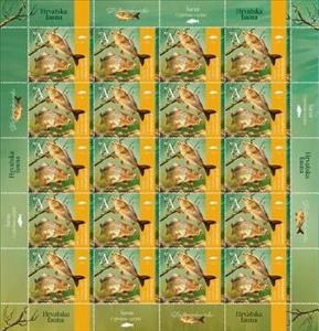 Full Pane, Common Carp (Cyprinus carpio), Croatia,  , Animals (Fauna), Fishes