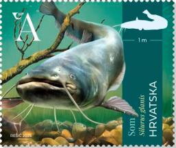 Wels Catfish (Silurus glanis)
