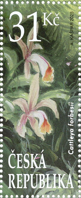Cattleya forbesi