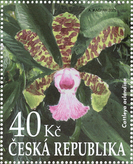 Cattlya aclandiae
