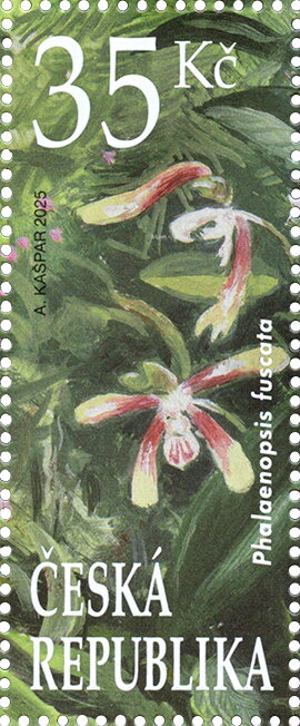 Phalaenopsis fuscata