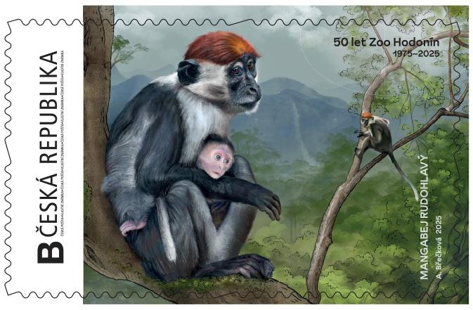 Zoo Hodonín mangabej Collared Mangabey