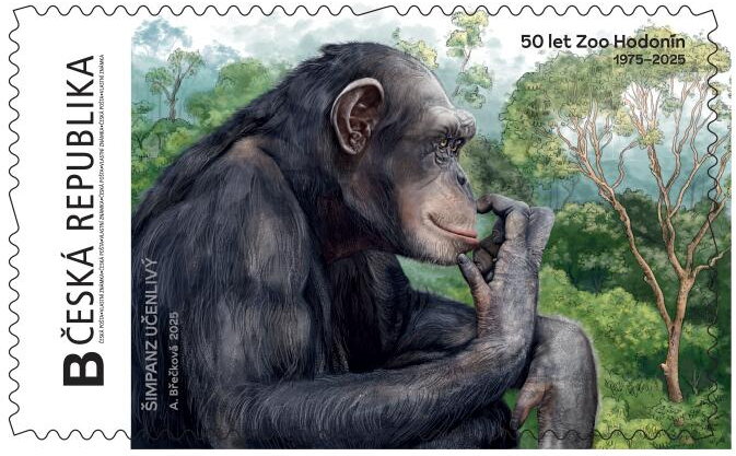 Zoo Hodonín šimpanz. Chimpanzee