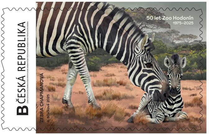 Zoo Hodonín zebra