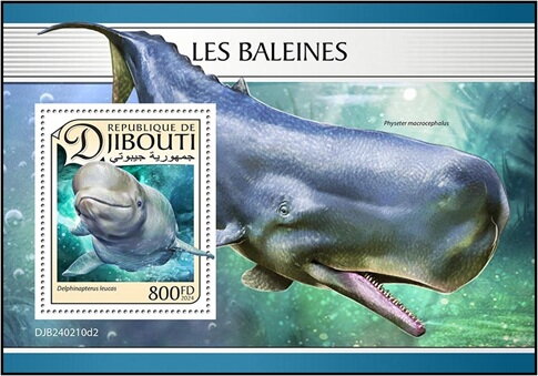 Beluga (Delphinapterus leucas)