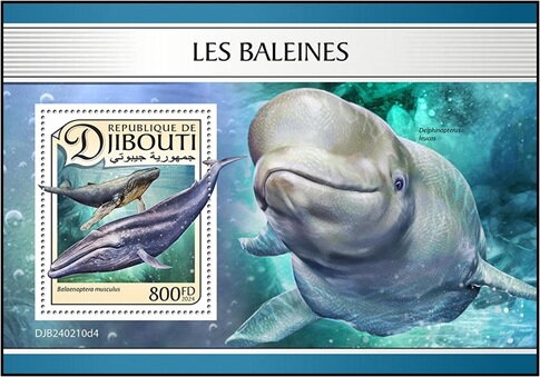 Blue Whale (Balaenoptera musculus)