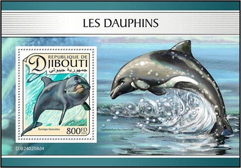 Bottlenose Dolphin (Tursiops truncatus)