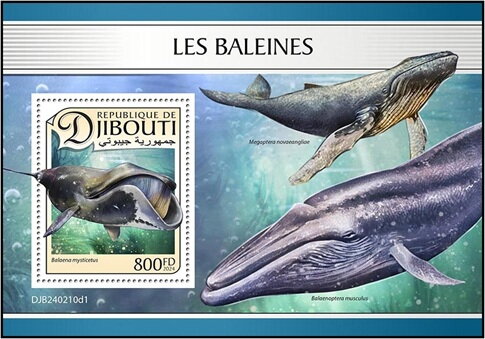 Bowhead Whale (Balaena mysticetus)