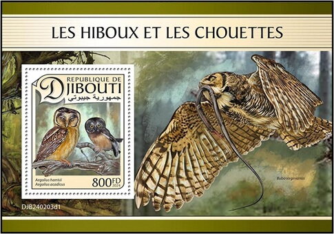 Buff Fronted Owl (Aegolius harrisii) and Aegolius acadicus
