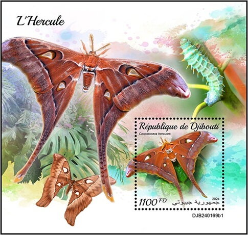 Coscinocera hercules