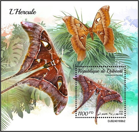 Coscinocera hercules