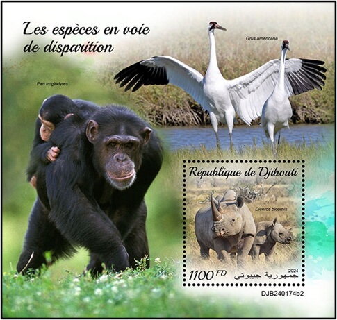 Diceros bicornis