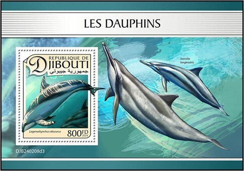 Dusky Dolphin (Lagenorhynchus obscurus)