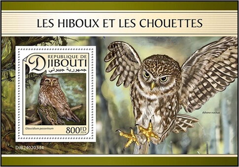 Eurasian Pygmy Owl (Glaucidium passerinum)