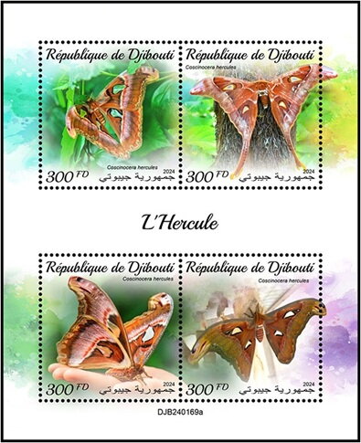 Hercules Moth