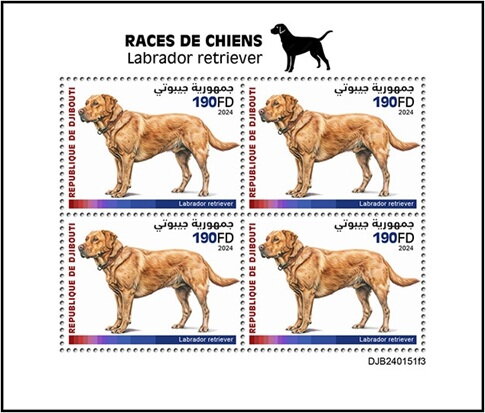 Labrador Retriever