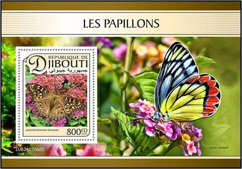 Lemon Pansy (Junonia lemonias lemonias)
