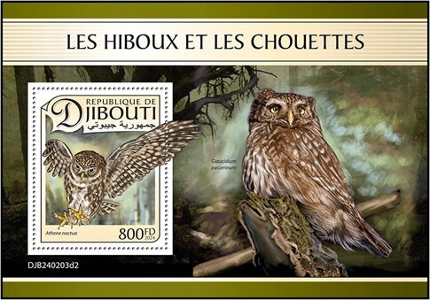 Little Owl (Athene noctua)