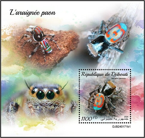 Maratus pavonis