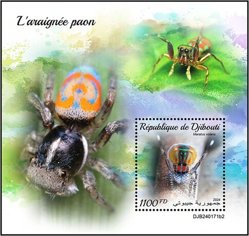 Maratus pavonis