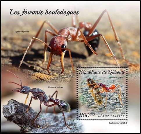 Myrmecia gulosa
