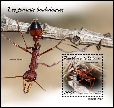 Myrmecia gulosa