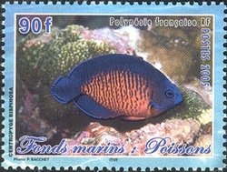 Twospined Angelfish (Centropyge bispinosus)