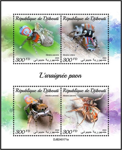 Peacock Spider