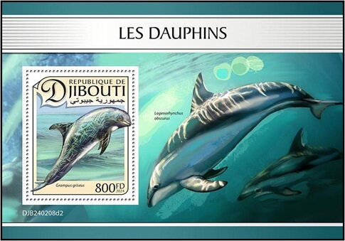 Risso's Dolphin (Grampus griseus)
