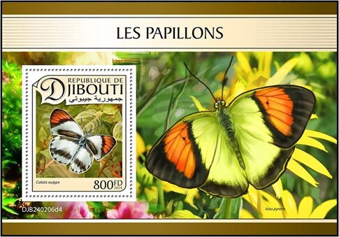 Round Winged Orange Tip (Colotis euippe)