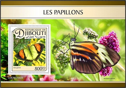 Yellow Orange Tip (Ixias pyrene)