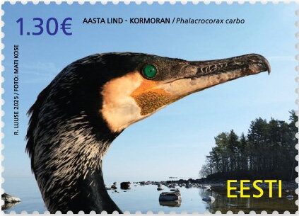 Cormorant (Phalacrocorax carbo)