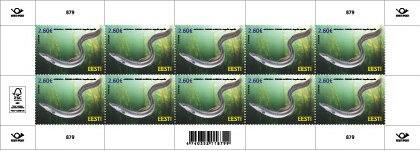 European Eel (Anguilla anguilla)