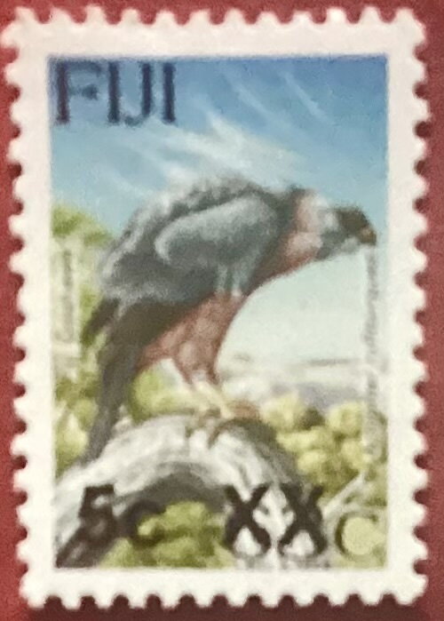 Fiji Goshawk (Accipiter rufitorques) surcharged