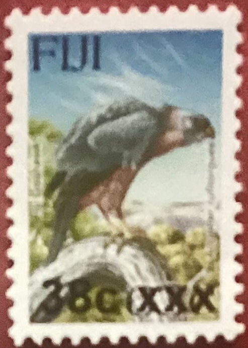 Fiji Goshawk (Accipiter rufitorques) surcharged