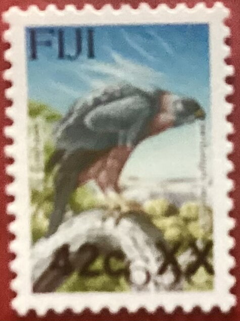Fiji Goshawk (Accipiter rufitorques) surcharged