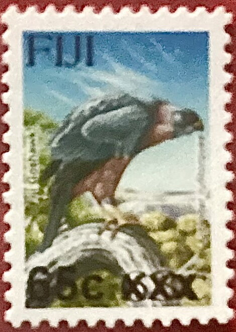 Fiji Goshawk (Accipiter rufitorques) surcharged
