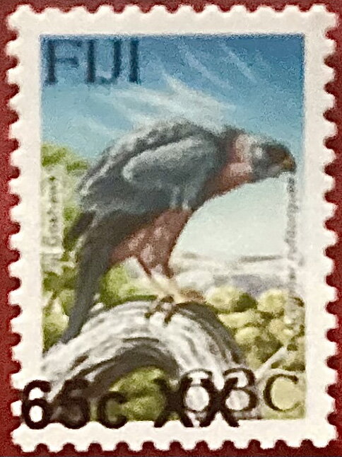 Fiji Goshawk (Accipiter rufitorques) surcharged