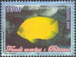 Yellow Angelfish (Centropyge heraldi) 