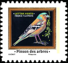 Chaffinch (Fringilla coelebs)