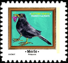 Common Blackbird (Turdus merula)